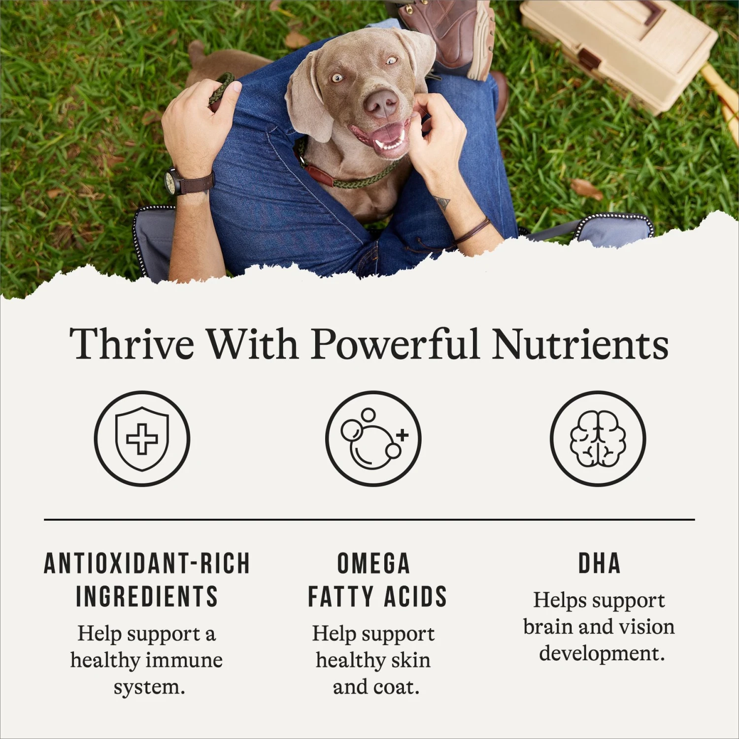 American Journey Chicken & Sweet Potato Recipe Grain-Free Dry Dog Food 5 American Journey Chicken & Sweet Potato Recipe Grain-Free Dry Dog Food - Image 5