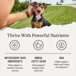 American Journey Puppy Lamb & Sweet Potato Recipe Grain-Free Dry Dog Food -Pawsphoria Sales Store 108436 PT4. AC SS1800 V1665438656