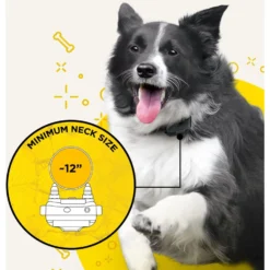 Dogtra IQ Plus Dog Training Collar -Pawsphoria Sales Store 113206 PT6. AC SS1800 V1682699573