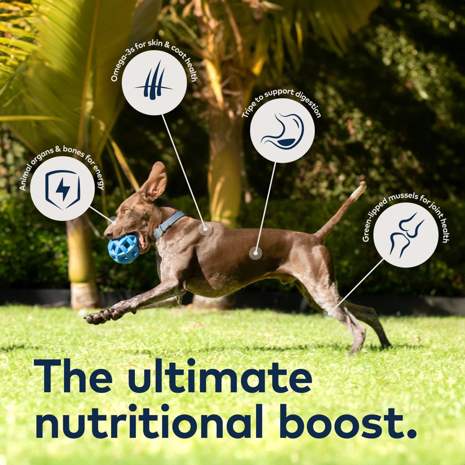 ZIWI Peak Mackerel & Lamb Grain-Free Air-Dried Dog Food 5 ZIWI Peak Mackerel & Lamb Grain-Free Air-Dried Dog Food - Image 5