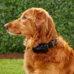 Dogtra YS600 Bark Control Dog Training Collar -Pawsphoria Sales Store 123890 PT8. AC SS1800 V1523312798