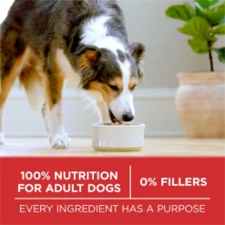 Purina ONE Natural SmartBlend Lamb & Rice Formula Dry Dog Food -Pawsphoria Sales Store 126355 PT5. AC SS1800 V1676317839