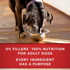 Purina ONE +Plus Adult Classic Ground Vibrant Maturity Adult 7+ Turkey & Barley Entree Canned Dog Food -Pawsphoria Sales Store 139323 PT5. AC SS1800 V1668810234