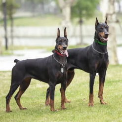 Educator By E-Collar Technologies The Boss 1 Mile Range Waterproof Dog Training Collar -Pawsphoria Sales Store 139861 PT7. AC SS1800 V1627312590