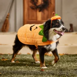 Frisco Pumpkin Dog & Cat Costume 16 Frisco Pumpkin Dog & Cat Costume -Pawsphoria Sales Store 144446 PT7. AC SS1800 V1567180408