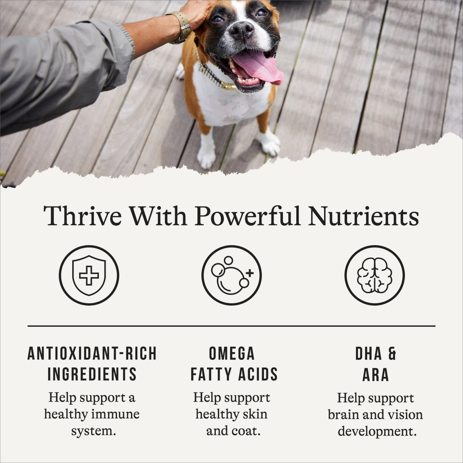 American Journey Large Breed Puppy Chicken & Sweet Potato Recipe Grain-Free Dry Dog Food 5 American Journey Large Breed Puppy Chicken & Sweet Potato Recipe Grain-Free Dry Dog Food - Image 5