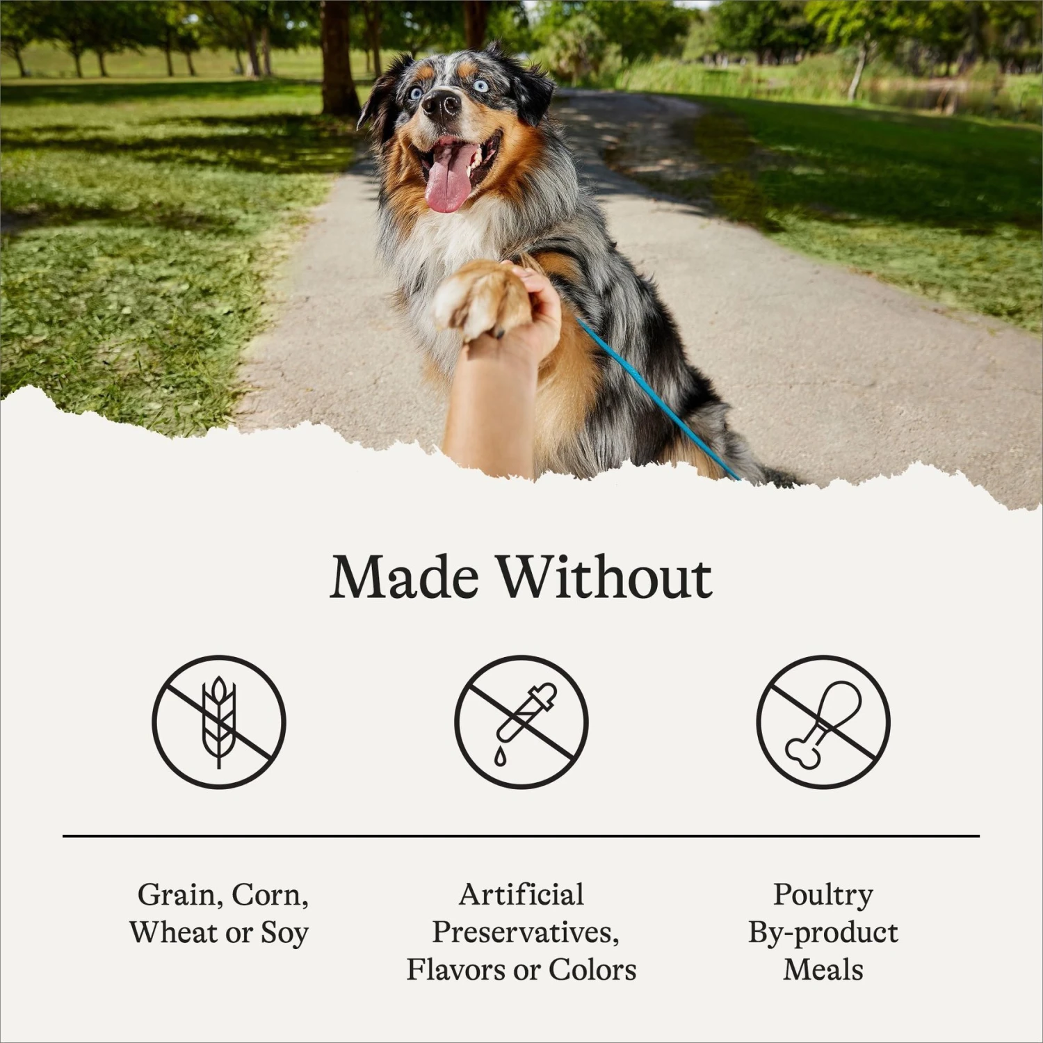 American Journey Large Breed Puppy Chicken & Sweet Potato Recipe Grain-Free Dry Dog Food 7 American Journey Large Breed Puppy Chicken & Sweet Potato Recipe Grain-Free Dry Dog Food - Image 7