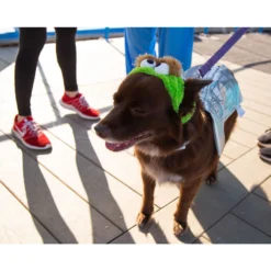 Pet Krewe Sesame Street Oscar The Grouch Dog & Cat Costume -Pawsphoria Sales Store 157703 PT2. AC SS1800 V1599268557