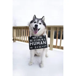 Pearhead Pet Baby Annoucement Chalkboard 7 Pearhead Pet Baby Annoucement Chalkboard -Pawsphoria Sales Store 163475 PT2. AC SS1800 V1553698039