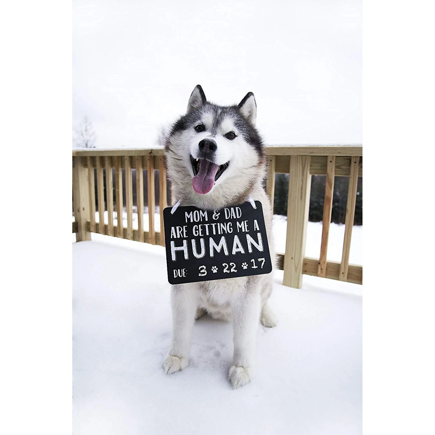 Pearhead Pet Baby Annoucement Chalkboard 3 Pearhead Pet Baby Annoucement Chalkboard - Image 3