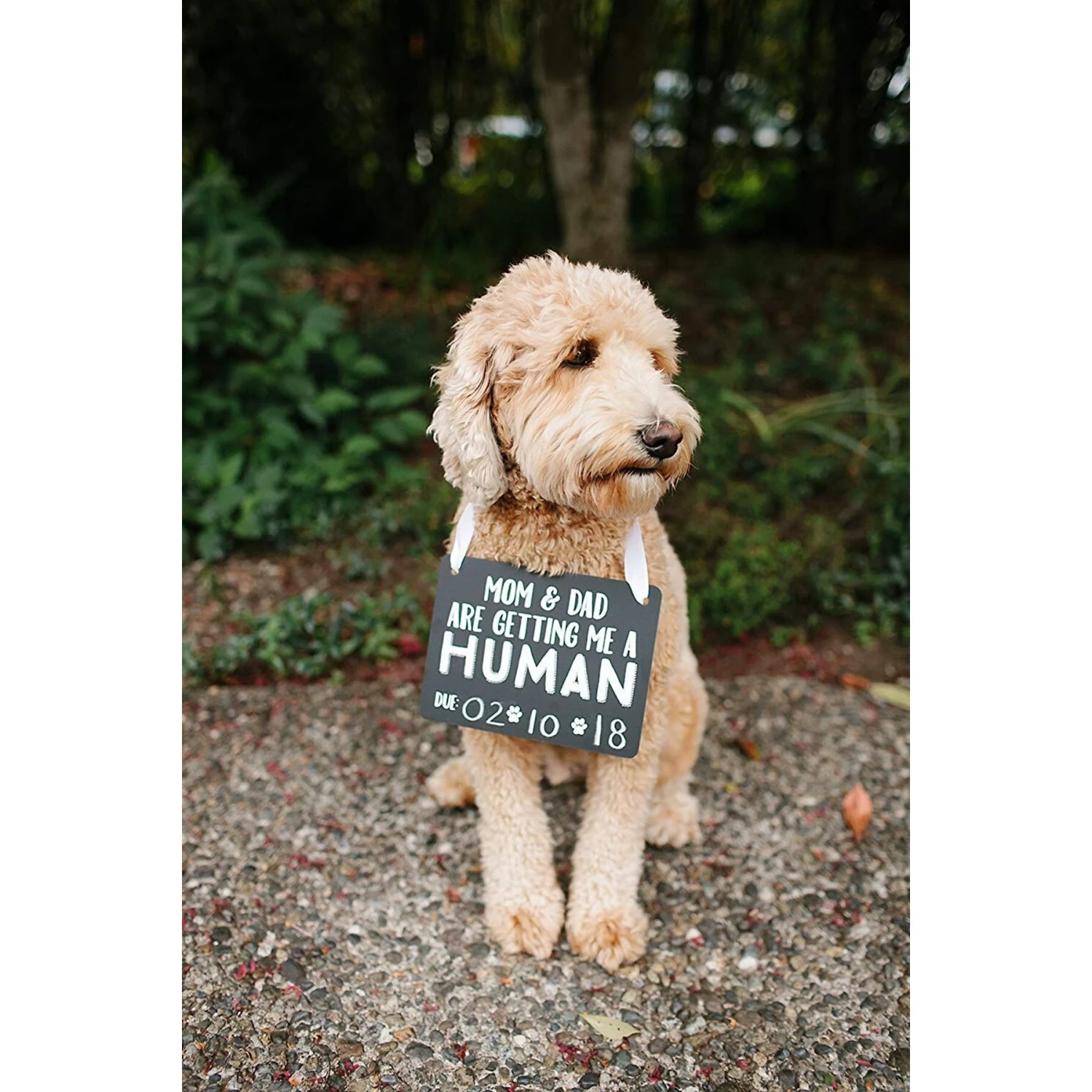 Pearhead Pet Baby Annoucement Chalkboard 4 Pearhead Pet Baby Annoucement Chalkboard - Image 4