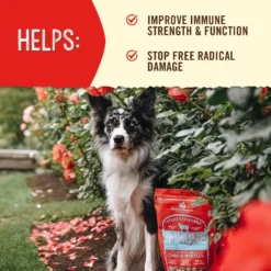 Stella & Chewy's Stella's Solutions Immune Boost Freeze-Dried Raw Grass-Fed Lamb Dinner Morsels Dog Food -Pawsphoria Sales Store 176517 PT3. AC SS1800 V1680640378