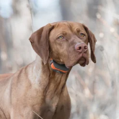 SportDOG SportTrainer 575E Remote Training Dog Collar -Pawsphoria Sales Store 179664 PT5. AC SS1800 V1626450095