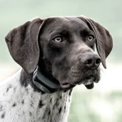 SportDOG SportHunter 825X Remote Training Dog Collar -Pawsphoria Sales Store 179666 PT5. AC SS1800 V1626451333