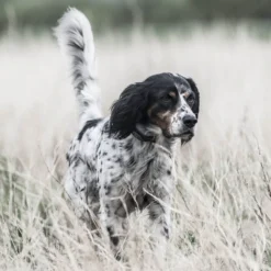 SportDOG SportHunter 1825X Remote Training Dog Collar -Pawsphoria Sales Store 179674 PT5. AC SS1800 V1626451635