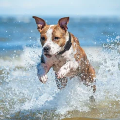 Educator By E-Collar Technologies Educator 1/2 Mile Waterproof Pager Only Dog Training Collar -Pawsphoria Sales Store 210080 PT5. AC SS1800 V1629401181