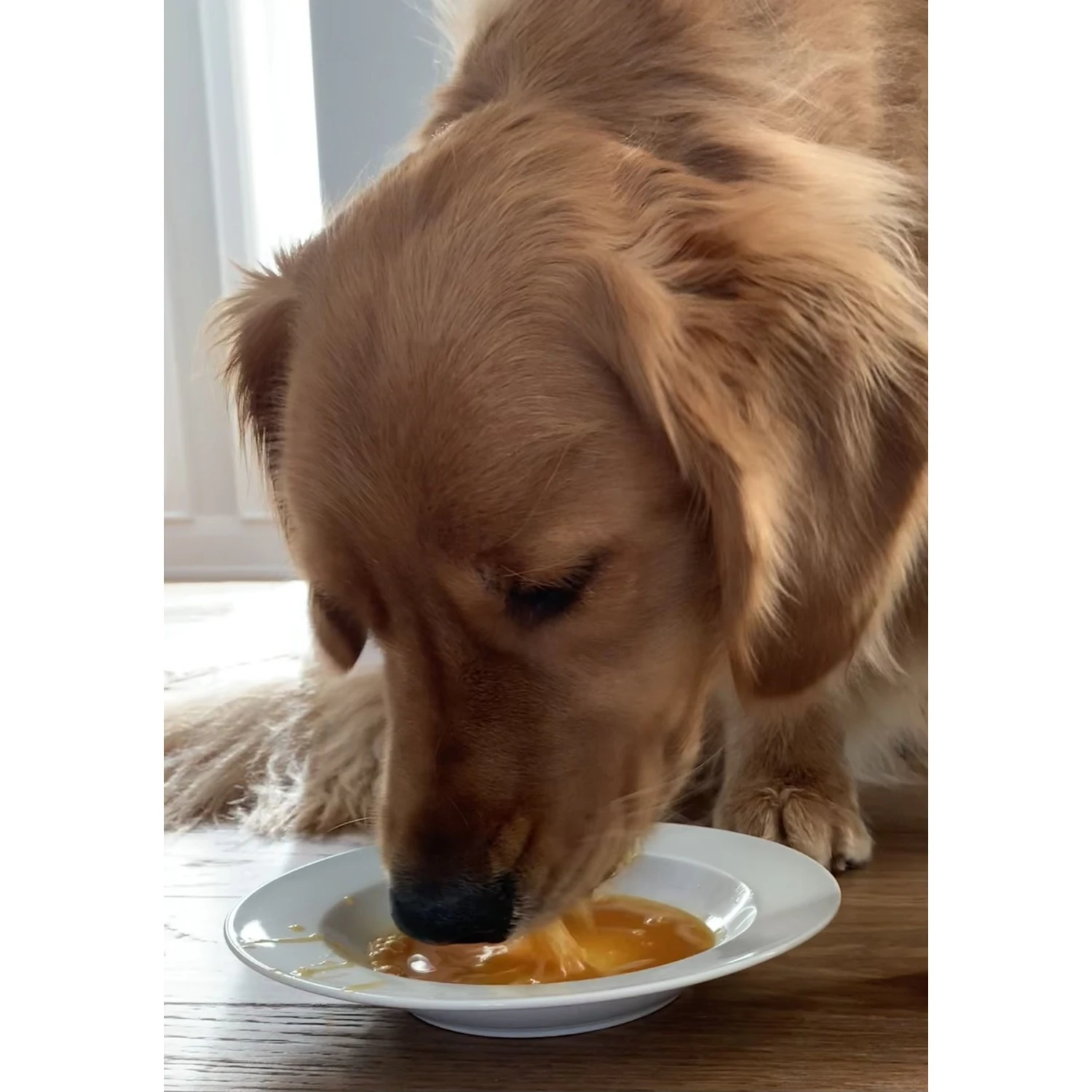 Caru Daily Dish Chicken Broth Human-Grade Dog & Cat Wet Food Topper, 1.1-lb Bottle 4 Caru Daily Dish Chicken Broth Human-Grade Dog & Cat Wet Food Topper, 1.1-lb Bottle - Image 4