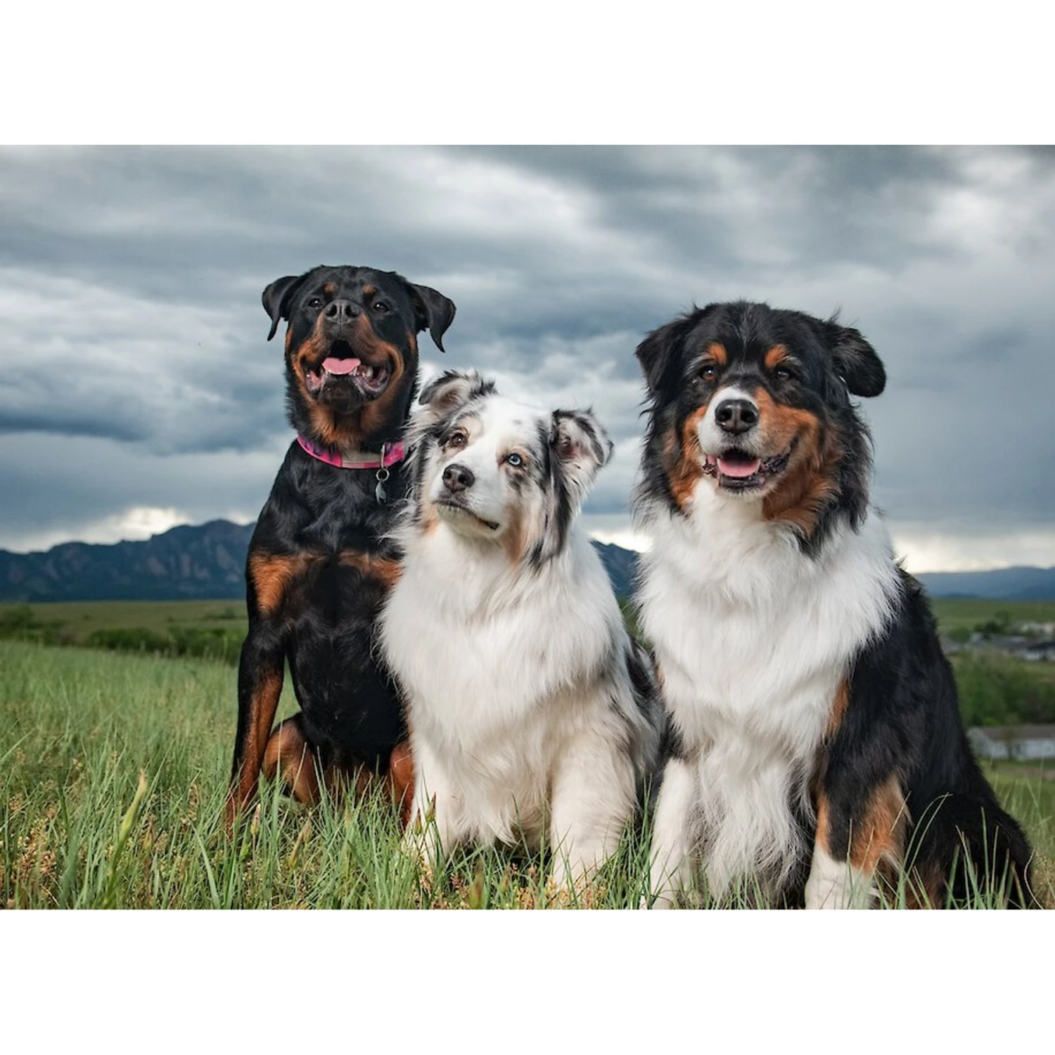 BIXBI RAWBBLE Fresh Pork Recipe Limited Ingredient Grain-Free Dry Dog Food 6 BIXBI RAWBBLE Fresh Pork Recipe Limited Ingredient Grain-Free Dry Dog Food - Image 6