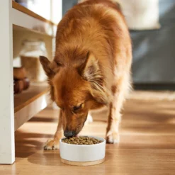 Dr. Pol Healthy Balance Salmon Recipe Grain-Free Dry Dog Food 10 Dr. Pol Healthy Balance Salmon Recipe Grain-Free Dry Dog Food -Pawsphoria Sales Store 232536 PT3. AC SS1800 V1682711634