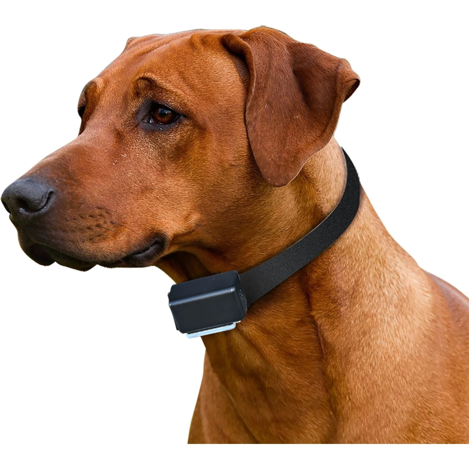 High Tech Pet Products ETC-1 "Express Train" Replacement Dog Collar 2 High Tech Pet Products ETC-1 "Express Train" Replacement Dog Collar - Image 2