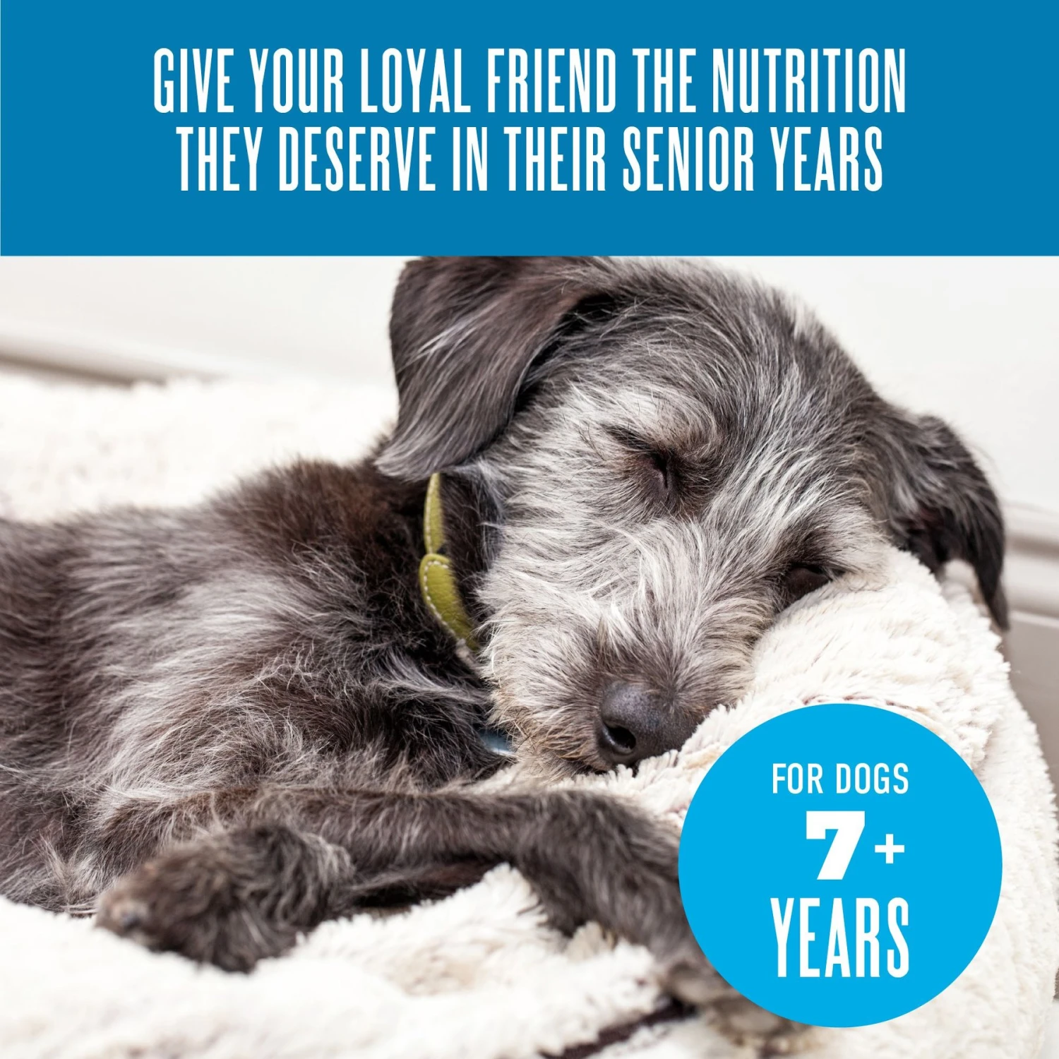 Tiki Dog Aloha Petites Senior Mousse Chicken, Beef & Pumpkin In Broth Grain-Free Wet Dog Food 8 Tiki Dog Aloha Petites Senior Mousse Chicken, Beef & Pumpkin In Broth Grain-Free Wet Dog Food - Image 8