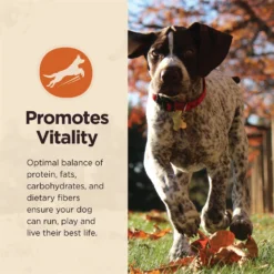 Wellness CORE Digestive Health Wholesome Grains Whitefish & Brown Rice Recipe Dry Dog Food -Pawsphoria Sales Store 264880 PT8. AC SS1800 V1608691643