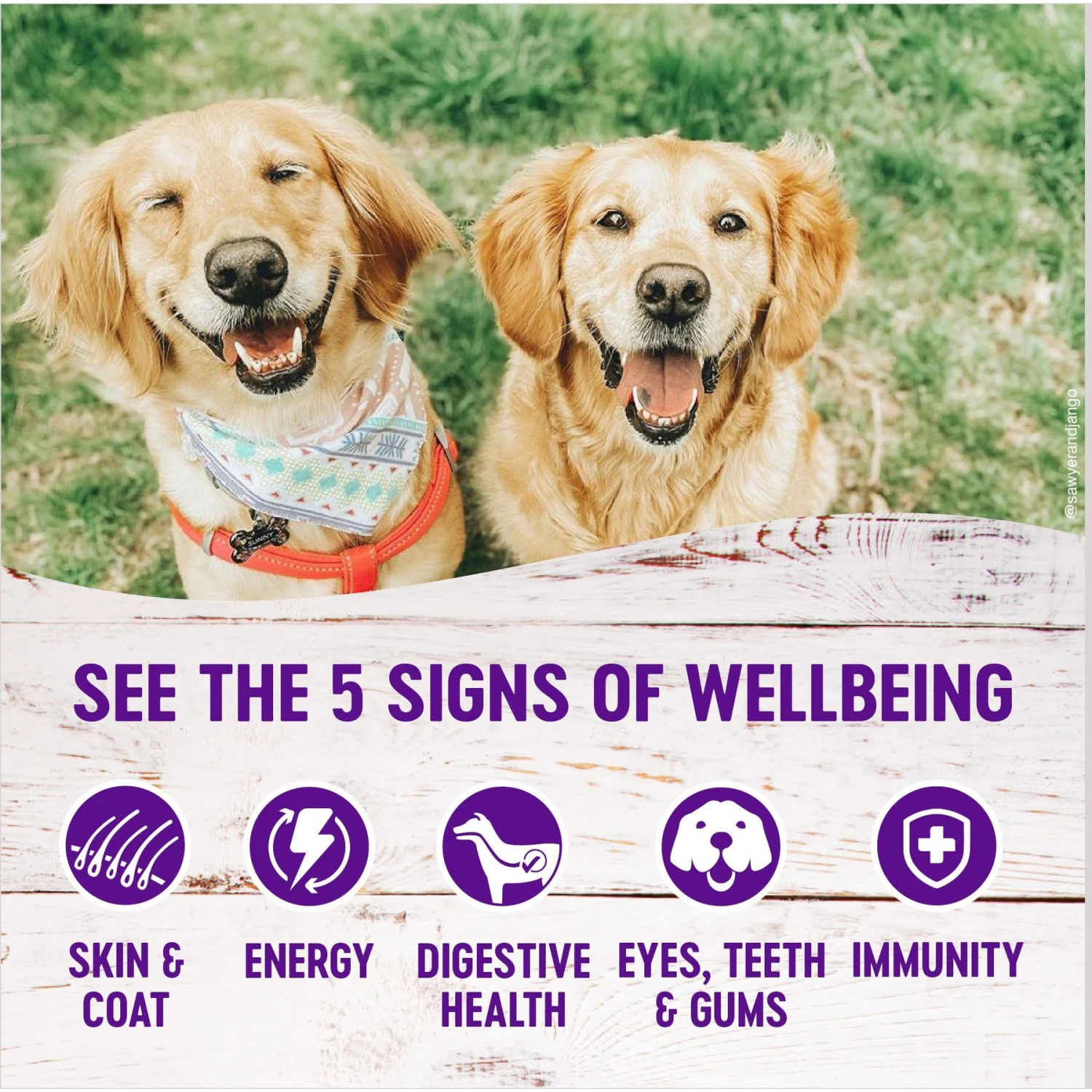 Wellness Complete Health Pate Variety Pack Wet Dog Food 4 Wellness Complete Health Pate Variety Pack Wet Dog Food - Image 4