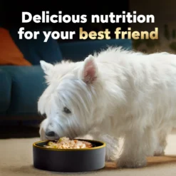 Cesar Wholesome Bowls Chicken, Sweet Potato & Green Beans Recipe Small Breed Adult Wet Dog Food 16 Cesar Wholesome Bowls Chicken, Sweet Potato & Green Beans Recipe Small Breed Adult Wet Dog Food -Pawsphoria Sales Store 269185 PT7. AC SS1800 V1695650783