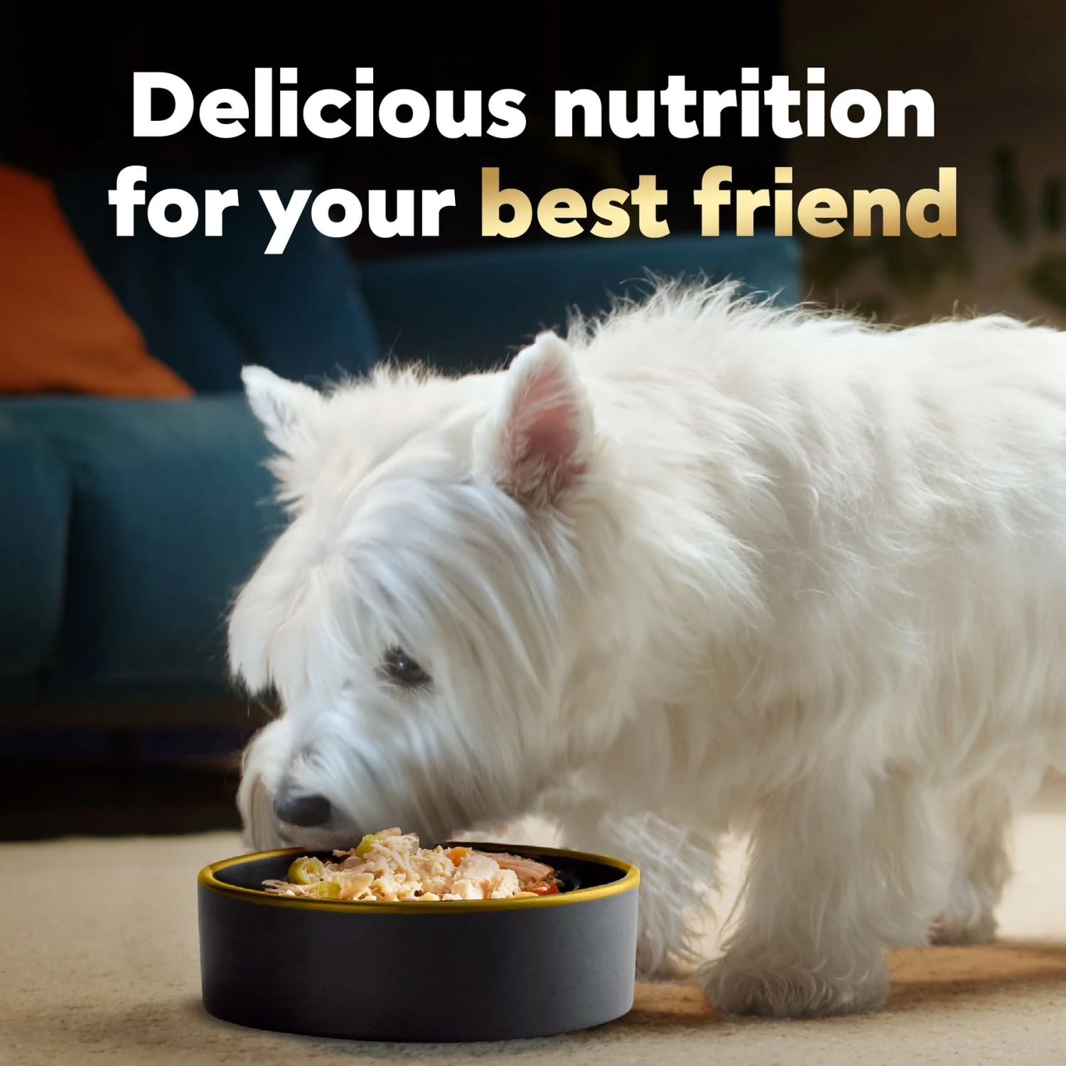 Cesar Wholesome Bowls Chicken, Sweet Potato & Green Beans Recipe Small Breed Adult Wet Dog Food 8 Cesar Wholesome Bowls Chicken, Sweet Potato & Green Beans Recipe Small Breed Adult Wet Dog Food - Image 8