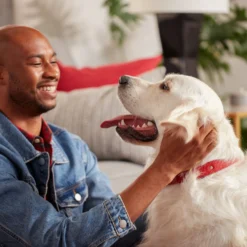 Purina Pro Plan Adult Large Breed Weight Management Chicken & Rice Formula Dry Dog Food & Milk-Bone Original Large Biscuit Dog Treats -Pawsphoria Sales Store 293580 PT4. AC SS1800 V1620091626