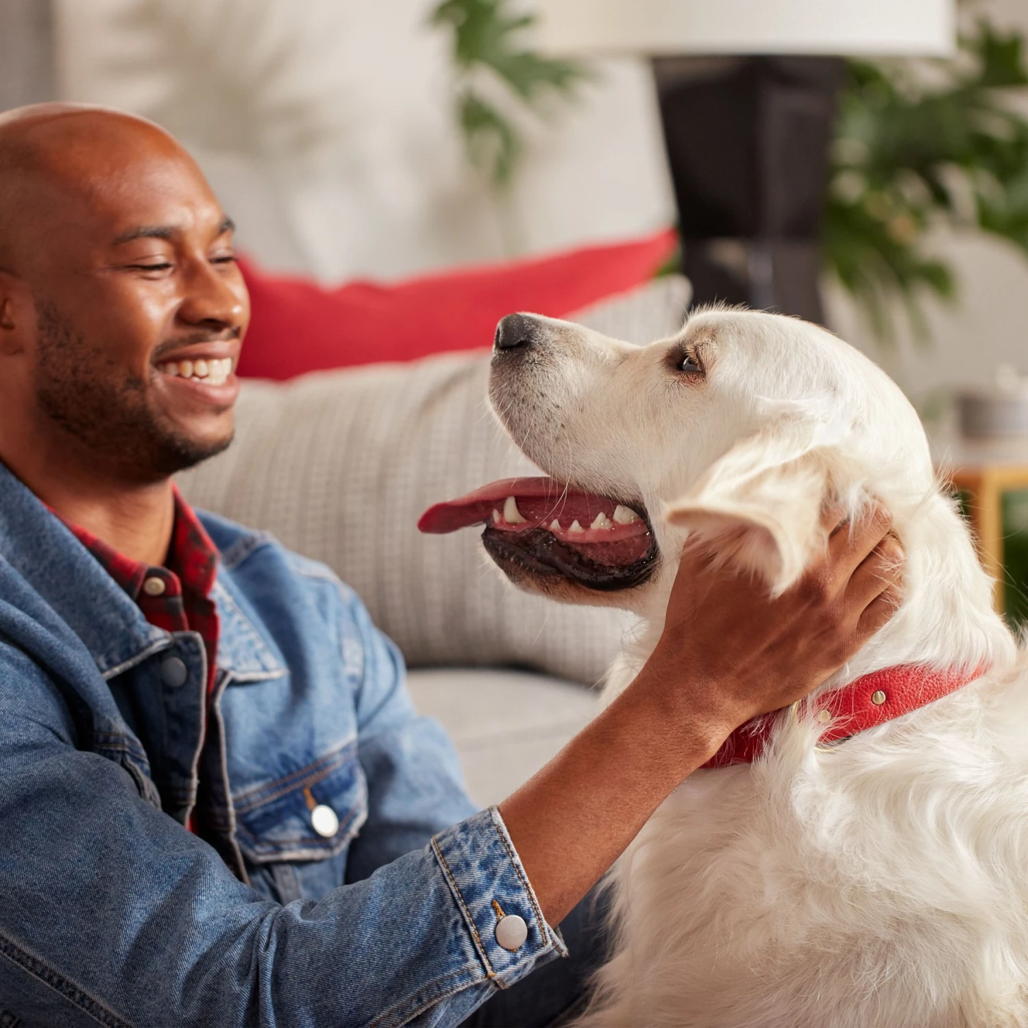 Purina Pro Plan Sport Performance All Life Stages High-Protein 30/20 Chicken & Rice Formula Dry Dog Food & Milk-Bone Original Large Biscuit Dog Treats 5 Purina Pro Plan Sport Performance All Life Stages High-Protein 30/20 Chicken & Rice Formula Dry Dog Food & Milk-Bone Original Large Biscuit Dog Treats - Image 5