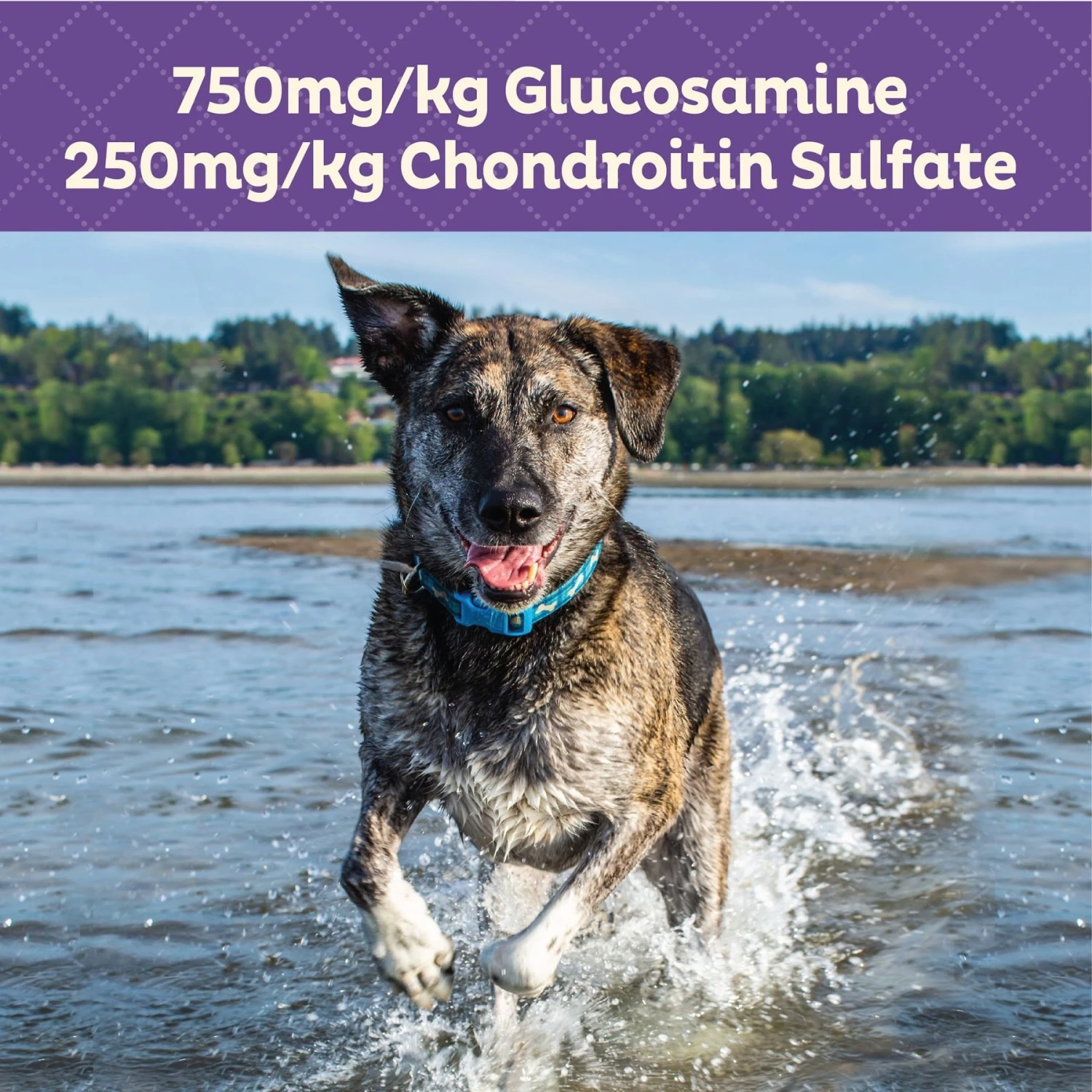 Old Mother Hubbard By Wellness Mother's Solutions Hip & Joint Natural Oven-Baked Biscuits Dog Treats & Wellness CORE Bowl Boosters Joint Health Adult Dry Dog Food Topper, 4-oz Bag 9 Old Mother Hubbard By Wellness Mother's Solutions Hip & Joint Natural Oven-Baked Biscuits Dog Treats & Wellness CORE Bowl Boosters Joint Health Adult Dry Dog Food Topper, 4-oz Bag - Image 9
