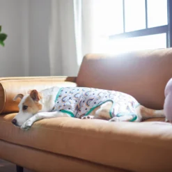 Frisco Rainbow Dog & Cat PJs 9 Frisco Rainbow Dog & Cat PJs -Pawsphoria Sales Store 312283 PT8. AC SS1800 V1644879887