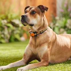 Bark Collar, Waterproof & Rechargeable Multi Vibrations And Tone -Pawsphoria Sales Store 316501 PT4. AC SS1800 V1637615824