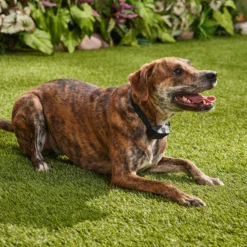 Bark Collar, Rechargeable Sleek Design -Pawsphoria Sales Store 317322 PT4. AC SS1800 V1637615929