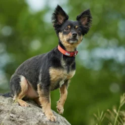 Frisco Outdoor Comfort Print Nylon Padded Dog Collar & Frisco Outdoor Ultra Reflective Rope Leash With Padded Handle 13 Frisco Outdoor Comfort Print Nylon Padded Dog Collar & Frisco Outdoor Ultra Reflective Rope Leash With Padded Handle -Pawsphoria Sales Store 319066 PT4. AC SS1800 V1631158882