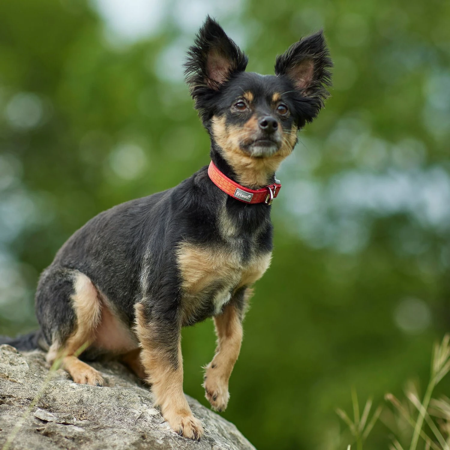 Frisco Outdoor Comfort Print Nylon Padded Dog Collar & Frisco Outdoor Ultra Reflective Rope Leash With Padded Handle 5 Frisco Outdoor Comfort Print Nylon Padded Dog Collar & Frisco Outdoor Ultra Reflective Rope Leash With Padded Handle - Image 5