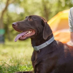 Frisco Outdoor Ultra Reflective Nylon Dog Collar & Frisco Outdoor Ultra Reflective Rope Leash With Padded Handle -Pawsphoria Sales Store 319102 PT4. AC SS1800 V1631157394