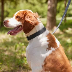 Frisco Outdoor Heathered Nylon Collar & Frisco Outdoor Heathered Nylon Leash -Pawsphoria Sales Store 319124 PT4. AC SS1800 V1631153486