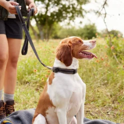 Frisco Outdoor Premium Ripstop Nylon Dog Harness With Pocket & Frisco Outdoor Nylon Reflective Comfort Padded Dog Leash -Pawsphoria Sales Store 319306 PT8. AC SS1800 V1631161603