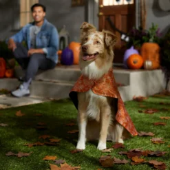 Frisco Spider Webbed Dog & Cat Costume Cape -Pawsphoria Sales Store 334972 PT6. AC SS1800 V1657729812