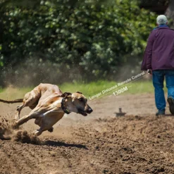 PATPET P910 Military Professional 3000-ft Remote Vibrating Dog Training Collar, Black -Pawsphoria Sales Store 346424 PT2. AC SS1800 V1637608377