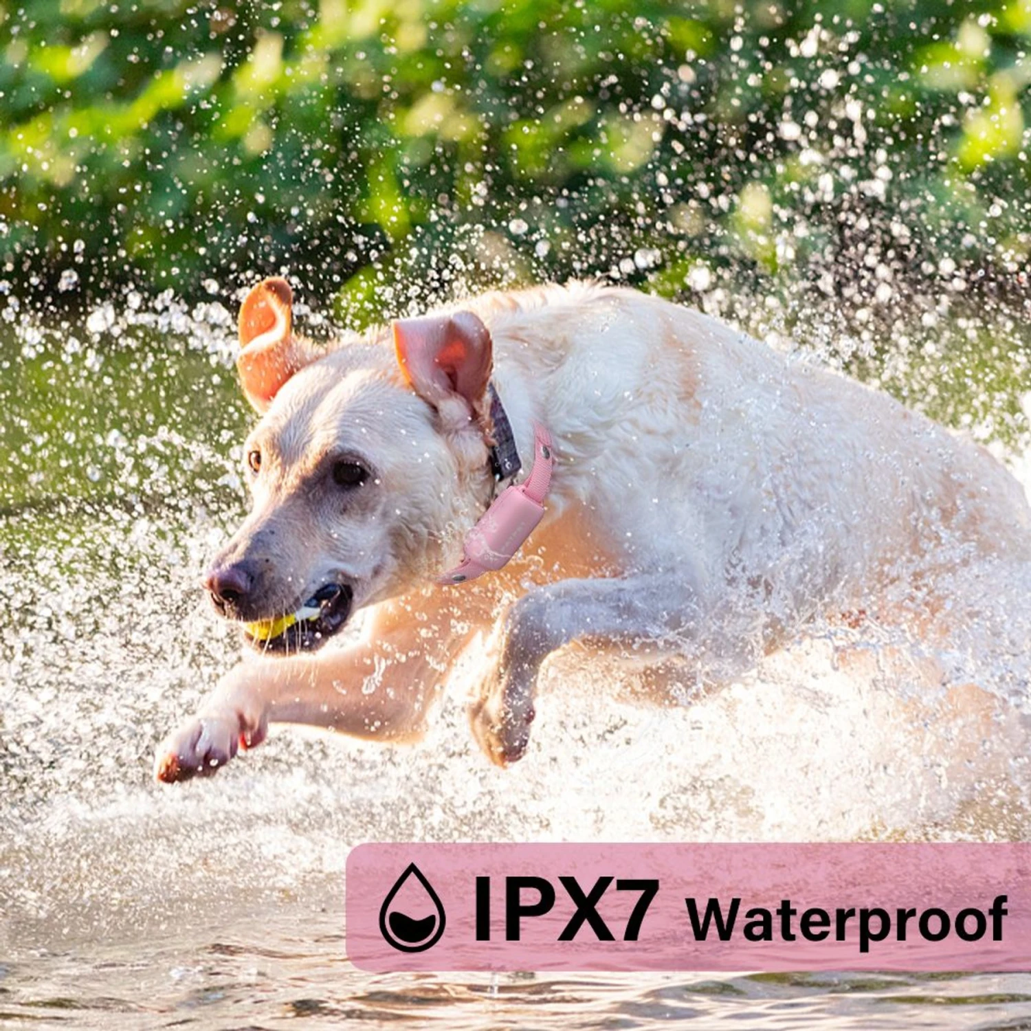 PATPET P650 300M Remote Training Dog Collar, Small, Pink 3 PATPET P650 300M Remote Training Dog Collar, Small, Pink - Image 3