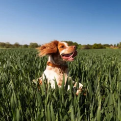 Nutro SO SIMPLE Adult Beef & Rice Recipe Natural Dry Dog Food -Pawsphoria Sales Store 366852 PT4. AC SS1800 V1702666824