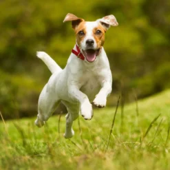 Nutro SO SIMPLE Adult Beef & Rice Recipe Natural Dry Dog Food -Pawsphoria Sales Store 366852 PT7. AC SS1800 V1702666772