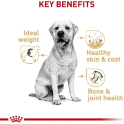 Royal Canin Breed Health Nutrition Labrador Retriever Adult Dry Dog Food 13 Royal Canin Breed Health Nutrition Labrador Retriever Adult Dry Dog Food -Pawsphoria Sales Store 48736 PT4. AC SS1800 V1697213409