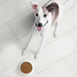 Nutro Ultra High Protein Adult Dry Dog Food -Pawsphoria Sales Store 49622 PT3. AC SS1800 V1702678550