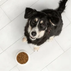 Nutro Ultra Large Breed High Protein Adult Dry Dog Food -Pawsphoria Sales Store 49637 PT3. AC SS1800 V1702678866