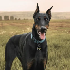 PATPET NFC Pet ID Tag & P920 1300-m Remote Dog Training Electric Shock Collar, Meisai, 2 Count -Pawsphoria Sales Store 522910 PT4. AC SS1800 V1668025329