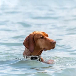 PATPET NFC Pet ID Tag & P920 1300-m Remote Dog Training Electric Shock Collar, Meisai, 2 Count -Pawsphoria Sales Store 522910 PT5. AC SS1800 V1668027334